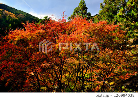 初秋 奥多摩の数馬峡谷 紅葉の風景 初秋 奥多摩の数馬峡谷 紅葉の風景 120994039