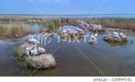 dalmatian pelicans (pelecanus crispus) in Danube Delta Romania 120994142