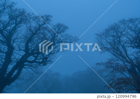 カヤの平の夜明け 120994796