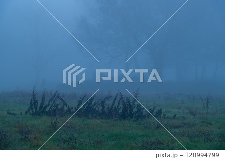 カヤの平の朝霧 カヤの平の朝霧 120994799