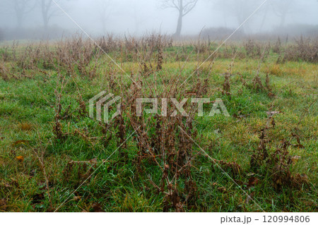 草原の朝露 草原の朝露 120994806