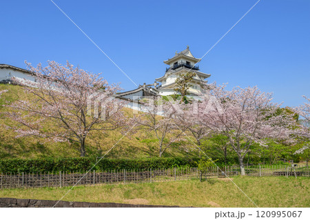 桜に彩られた掛川城天守 120995067