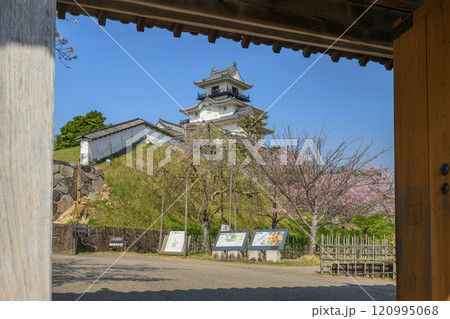 掛川城四足門からの天守と桜 120995068