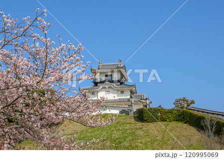 桜に彩られた掛川城天守 桜に彩られた掛川城天守 120995069