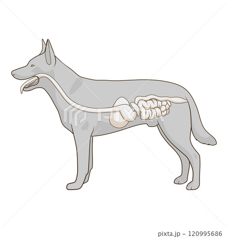 Digestive system of the dog vector illustration Digestive system of the dog vector illustration 120995686