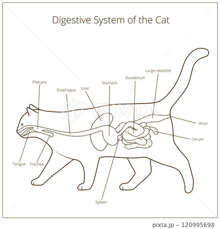Digestive system of the cat vector illustration 120995698