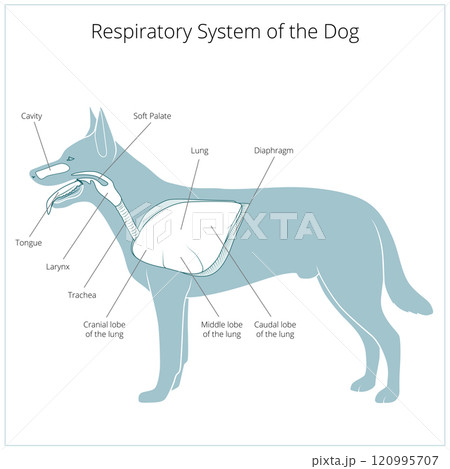 Respiratory system of the dog vector illustration 120995707