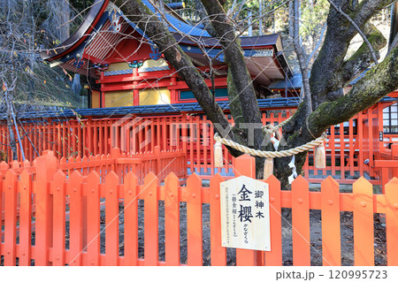昇仙峡金峰山 金櫻神社金櫻 昇仙峡金峰山 金櫻神社金櫻 120995723