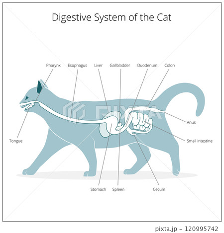Digestive system of the cat vector illustration Digestive system of the cat vector illustration 120995742