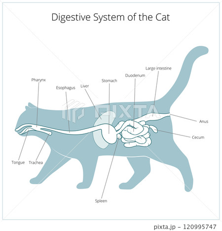 Digestive system of the cat vector illustration 120995747