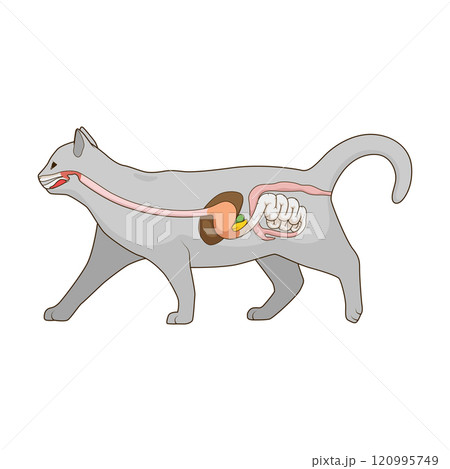 Digestive system of the cat vector illustration Digestive system of the cat vector illustration 120995749