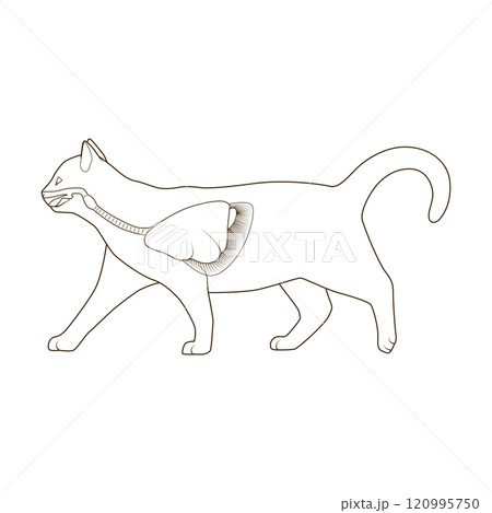 Respiratory system of the cat vector illustration Respiratory system of the cat vector illustration 120995750