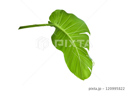 Devil's ivy, Golden pothos, Epipremnum aureum Devil's ivy, Golden pothos, Epipremnum aureum 120995822