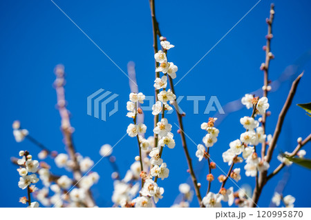 青空を背景に春を待つ梅の花 120995870