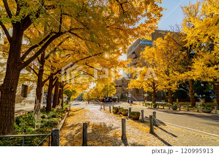 銀杏並木が続く歩道 銀杏並木が続く歩道 120995913