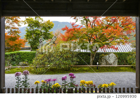 京都 秋の大原三千院境内(客殿玄関より) 京都 秋の大原三千院境内(客殿玄関より) 120995930