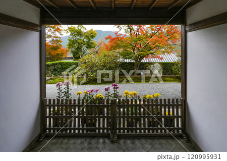 京都　秋の大原三千院境内（客殿玄関より） 120995931