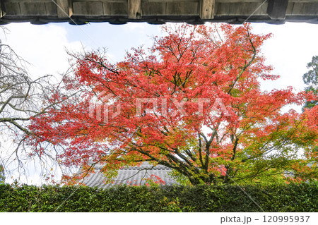 京都　秋の大原三千院境内（客殿玄関より） 120995937