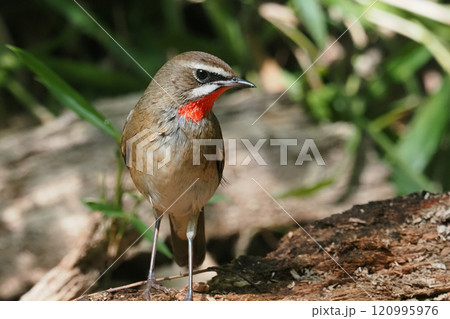 ノゴマ（オス） 120995976