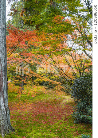 京都 秋の大原三千院 有清園 京都 秋の大原三千院 有清園 120996050