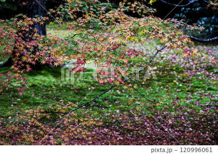 京都 秋の大原三千院 有清園 京都 秋の大原三千院 有清園 120996061