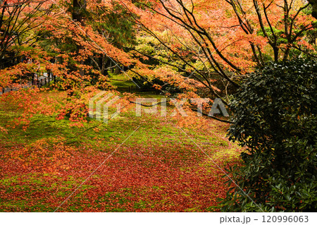 京都 秋の大原三千院 有清園 京都 秋の大原三千院 有清園 120996063
