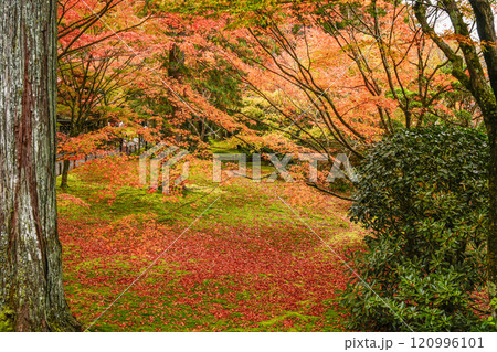 京都 秋の大原三千院 有清園 京都 秋の大原三千院 有清園 120996101