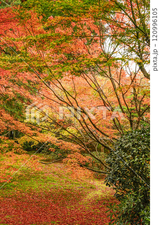 京都　秋の大原三千院　有清園 120996105