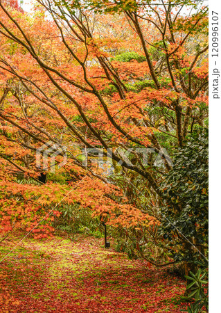 京都　秋の大原三千院　有清園 120996107
