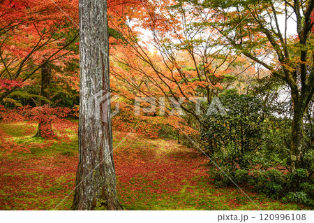 京都 秋の大原三千院 有清園 京都 秋の大原三千院 有清園 120996108