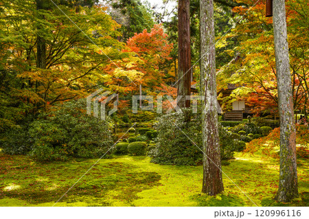京都 秋の大原三千院 有清園 京都 秋の大原三千院 有清園 120996116