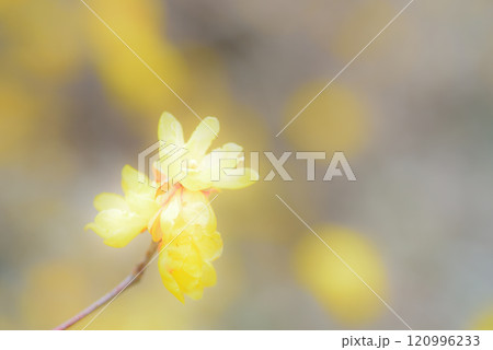 ロウバイ 120996233