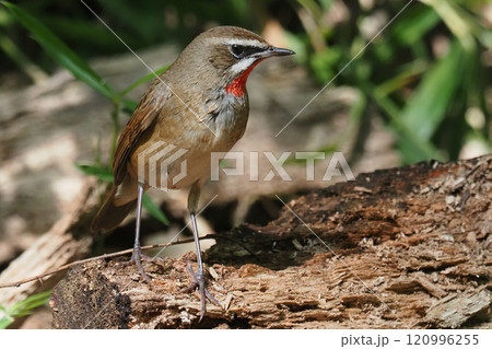 ノゴマ(オス) ノゴマ(オス) 120996255