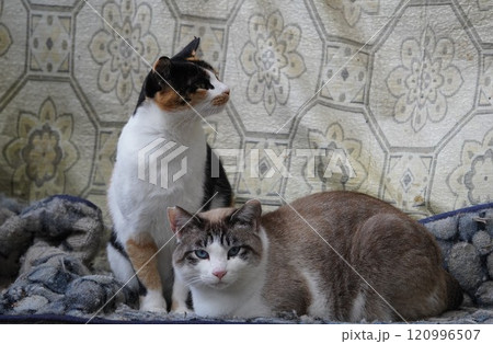 古いソファーでくつろぐサクラ猫 120996507