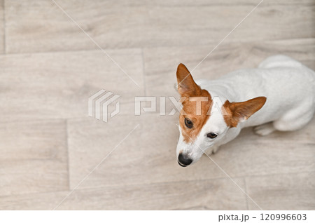 Jack Russell terrier. Looks up 120996603