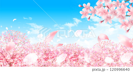 桜 春 風景 背景 桜 春 風景 背景 120996640