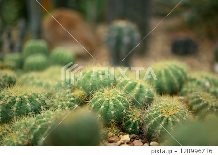 Cactus plant, Desert and succulent plant decorative in house and garden 120996716