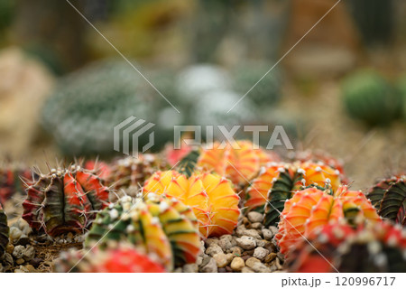 Cactus plant, Desert and succulent plant decorative in house and garden 120996717