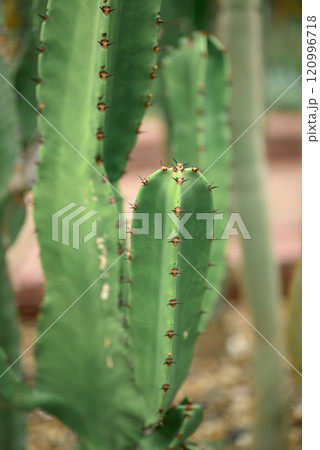 Cactus plant, Desert and succulent plant decorative in house and garden 120996718
