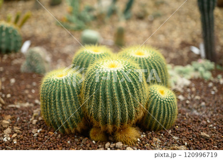 Cactus plant, Desert and succulent plant decorative in house and garden Cactus plant, Desert and succulent plant decorative in house and garden 120996719
