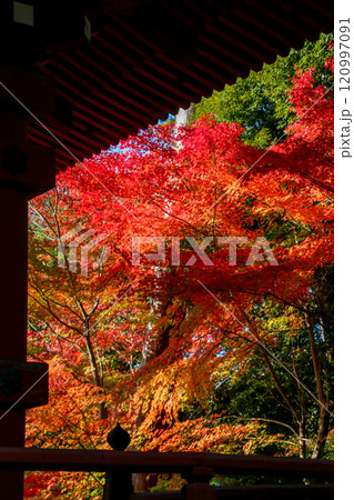 柏原八幡宮 120997091