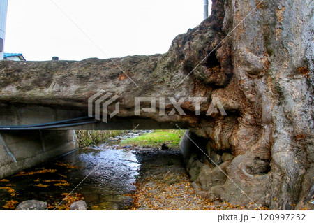 木の根橋 120997232