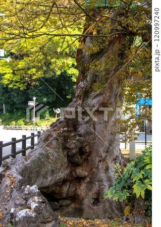 木の根橋 120997240