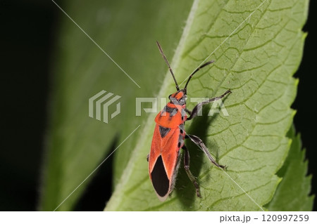 生き物　昆虫　ヒメマダラナガカメムシ、赤色に黒い模様。模様の変異は大きく前翅がほぼ黒いタイプも 120997259