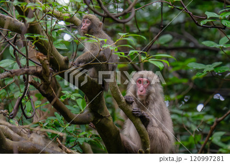 ヤクザル　くつろぐ　世界自然遺産屋久島(夏 120997281