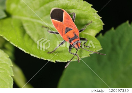 生き物　昆虫　ヒメマダラナガカメムシ、初夏の石垣島で。本州にも分布しますが会うのはいつも南の方 120997389