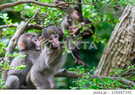 ヤクザルの子ども　遊ぶ　世界自然遺産屋久島(夏 120997395
