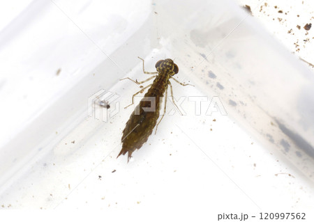 ルリボシヤンマのヤゴ 120997562