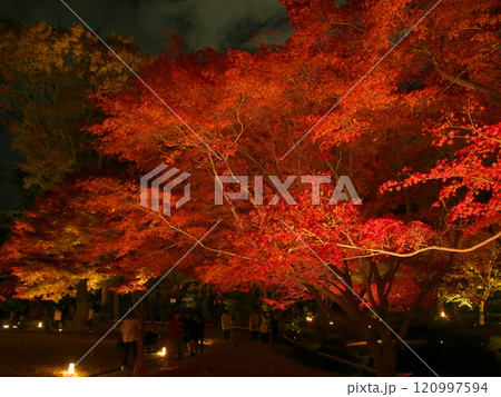 ライトアップされた美しい紅葉　 自然風景（2024年12月） 120997594