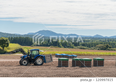 【富良野市　玉葱の収穫とトラクター】 120997815